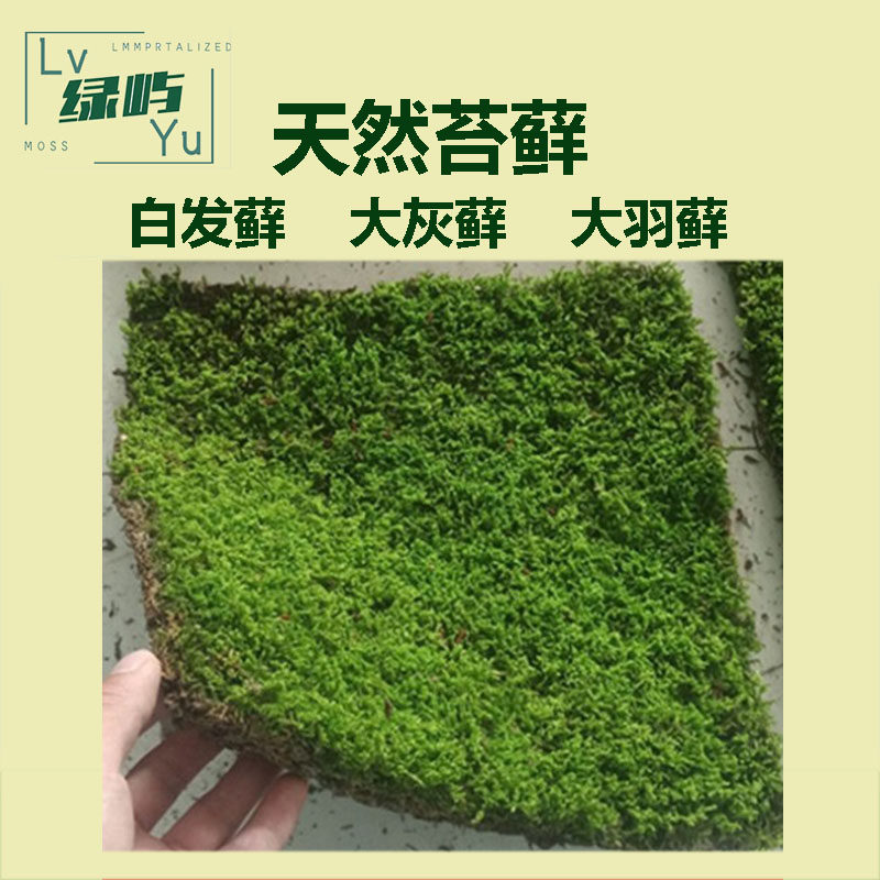 微景观苔藓鲜活阴干大灰藓白发藓苔藓微景观