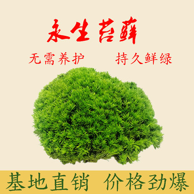 永生苔藓植物无需维护持久鲜绿