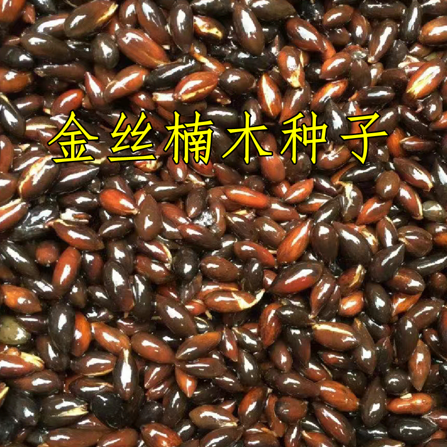 金丝楠木树苗小叶桢楠种子价值高