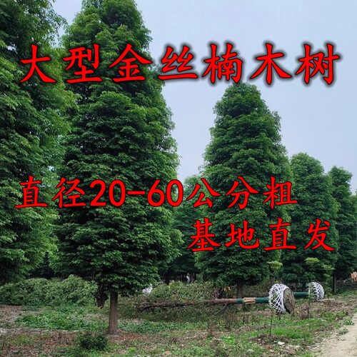 金丝楠木树苗原生价值高