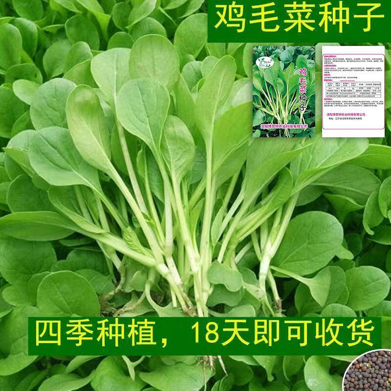 鸡毛菜种子四季小白菜青菜油菜种籽 阳台盆栽蔬菜蔬莱孑