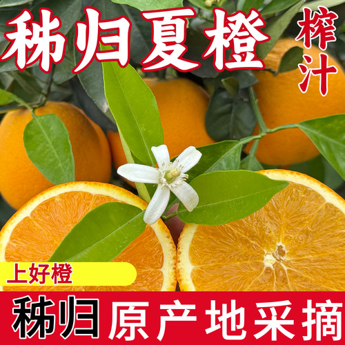 正宗秭归夏橙榨汁新鲜橙子