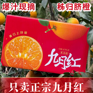 （九月红）秭归九月红秭归脐橙子现摘新鲜甜橙子湖北宜昌三峡水果