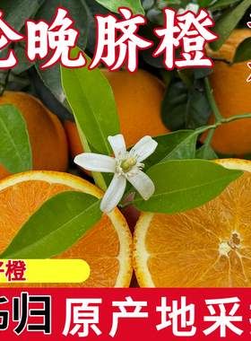 （正宗）伦晚脐橙秭归脐橙子现摘新鲜甜橙子湖北宜昌三峡应季水果