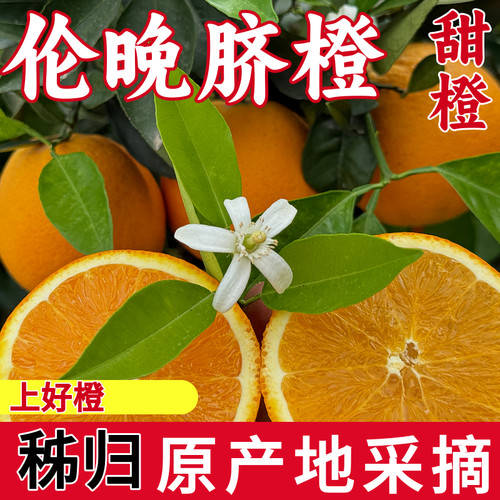 秭归伦晚脐橙爆甜多汁现摘