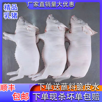 现杀商用小耳乳猪新鲜