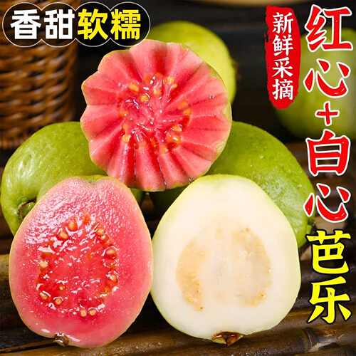 广西白心奶油芭乐冰淇淋口感番石榴白心芭乐应季新鲜水果清甜老树