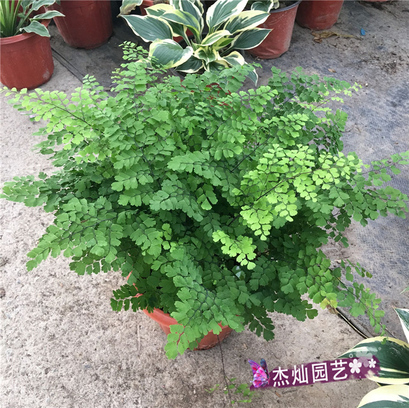 铁线蕨盆栽 铁丝草 多年生常绿草本植物观叶绿植室内