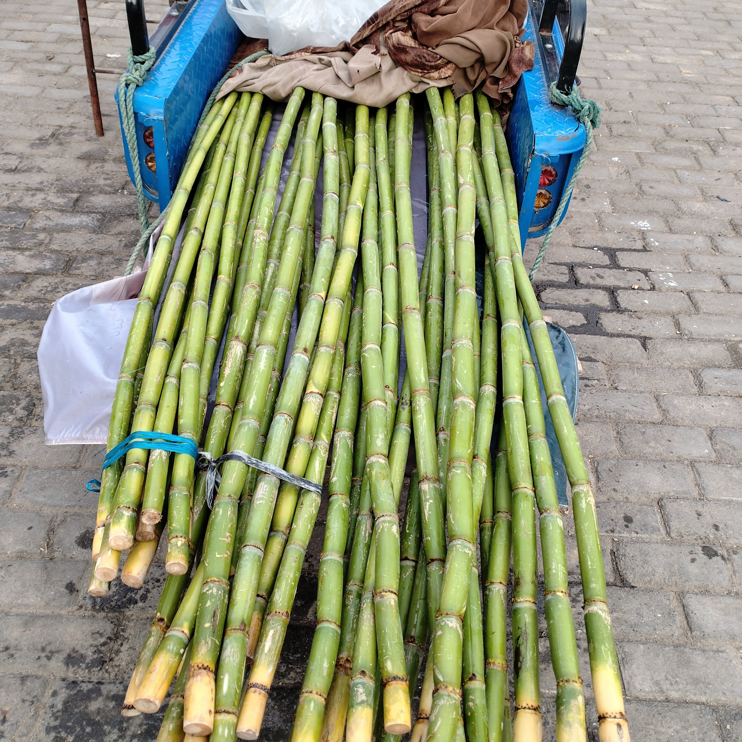 崇明岛 青皮甘蔗新鲜应季水果绿皮果蔗脆甜现砍现货非陶山,水产肉类/新鲜蔬果/熟食,甘蔗,淘宝优惠券,粉丝福利购,淘宝优惠卷