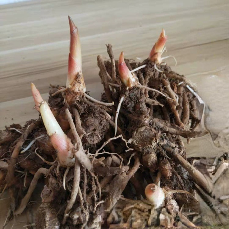 贵州老品种农家洋荷种根盆栽食用农产品阳荷种子种苗姜苗组合包邮