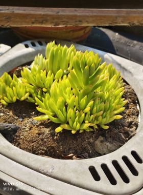 瓦花瓦松 绿色瓦花  红色瓦花