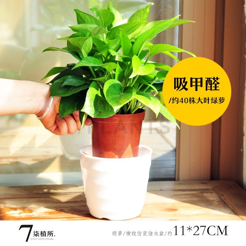 7PLANTS绿箩植物大绿萝吊兰大盆绿萝盆栽室内植物绿萝除甲醛绿箩在类目 鲜花速递/花卉仿真/绿植园艺, 花卉/绿植盆栽（新）, 绿植中 - 来自Buy2taobao.com提供专业的淘宝代购服务