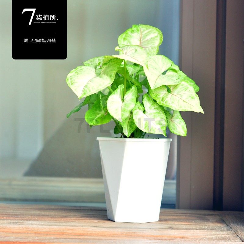 7PLANTS绿植室内盆栽黄金童子桌面盆栽花卉植物室内合果芋小盆栽在类目 鲜花速递/花卉仿真/绿植园艺, 花卉/绿植盆栽（新）, 绿植中 - 来自Buy2taobao.com提供专业的淘宝代购服务