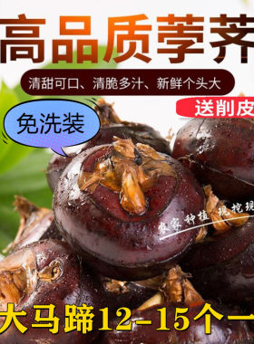 免洗【顺丰包邮】甄选安徽红马蹄荸荠地梨现挖新鲜农家水果包邮