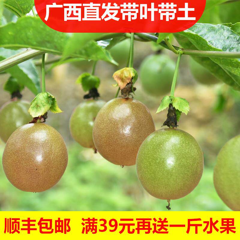 19元2颗百香果树苗紫香黄金满天星爬藤四季果苗盆栽地栽当年结果