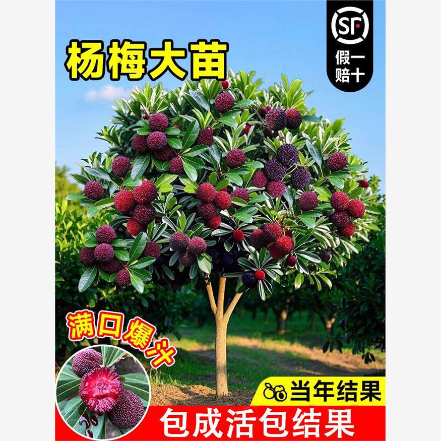 特大杨梅树苗正宗杨梅嫁接苗南北方四季种植盆栽阳台庭院水果树苗