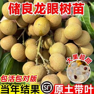 储良龙眼树苖嫁接盆栽树苗白核桂圆石硖南方四季种植地栽当年结果