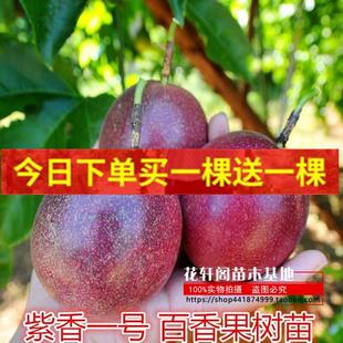 百香果苗 紫香一号 南方果树苗庭院阳台盆栽地栽四季爬藤当年结果