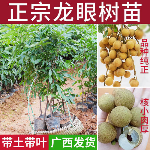 龙眼树苗正宗广西石硖储