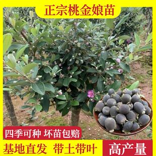 桃金娘树苗野生稔子树观花老桩大树当年结果带土带叶发货南方种槙
