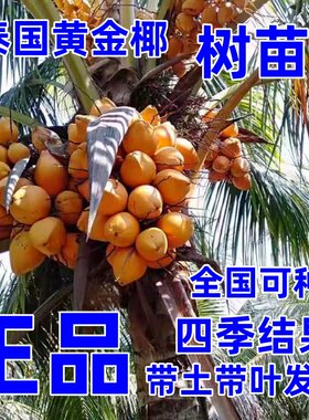 泰国进口矮化黄金椰树苗全国可种