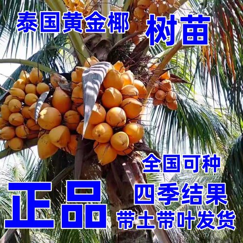 泰国进口矮化黄金椰树苗全国可种