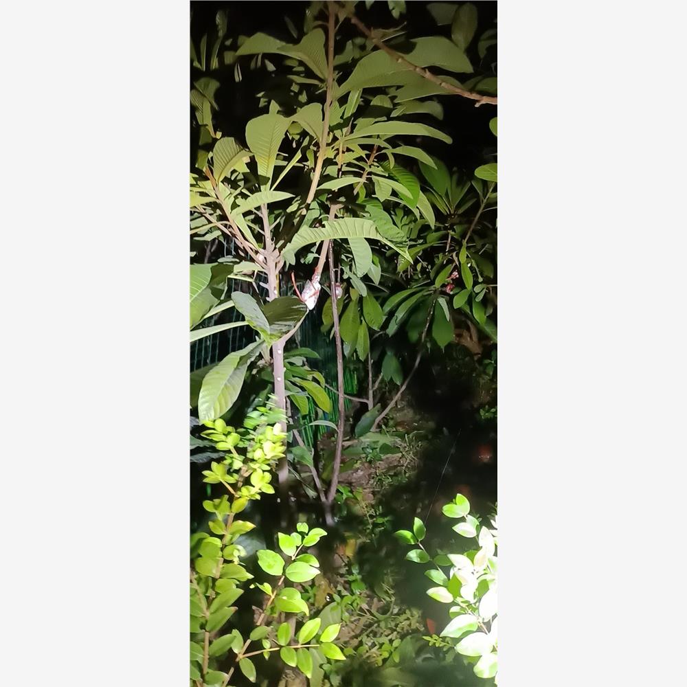 妈咪果苗马米果树苗马梅果台湾妈咪果麻美果盆栽地栽果树稀有新品