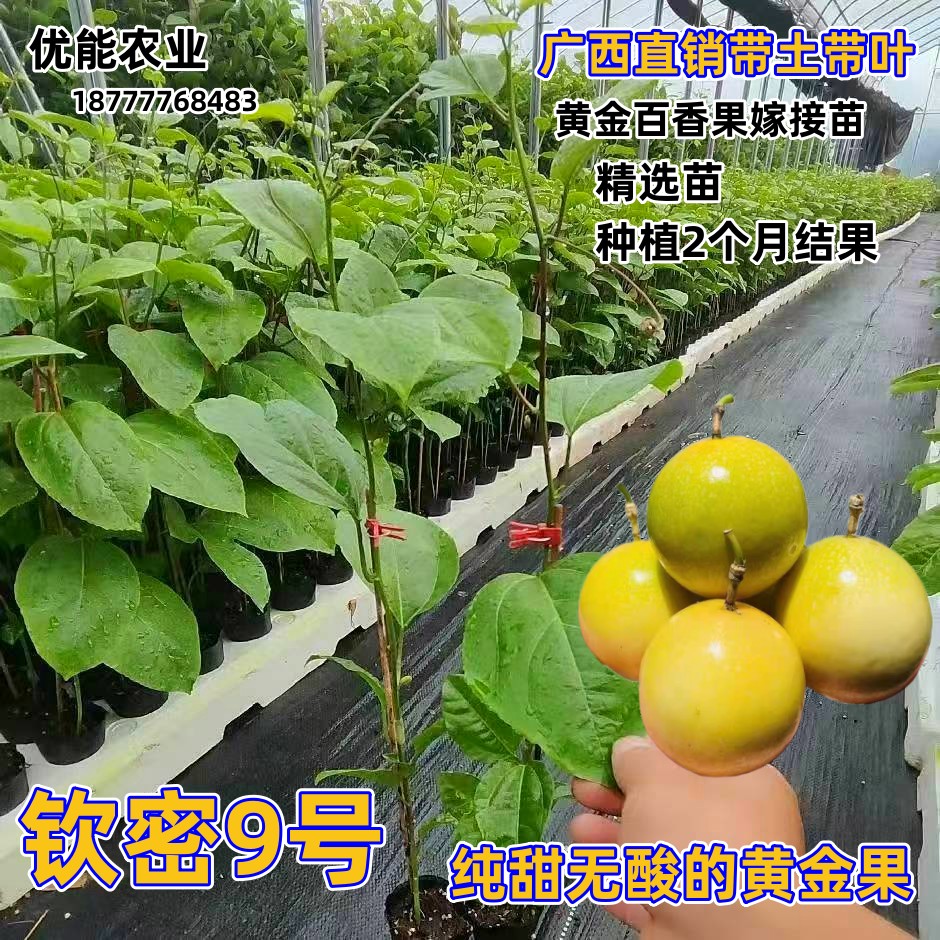 钦蜜9号百香果树果苗纯甜黄金树苗庭院盆栽种植当年结果带土四季