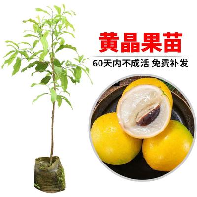 黄晶果苗四季黄金果树苗
