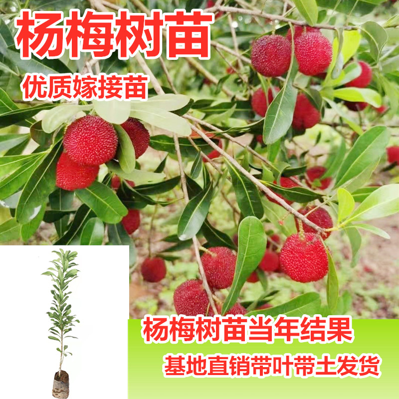 杨梅树苗正宗嫁接东魁杨黑炭梅苗盆栽南方地栽特大果苗当年结果苗