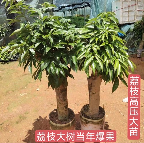 高压圈荔枝苗树桩矮化嫁接荔枝果树苗盆栽地栽南北方种植当年爆果