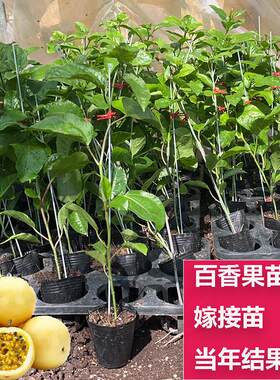 包邮营养土袋果树苗钦蜜9