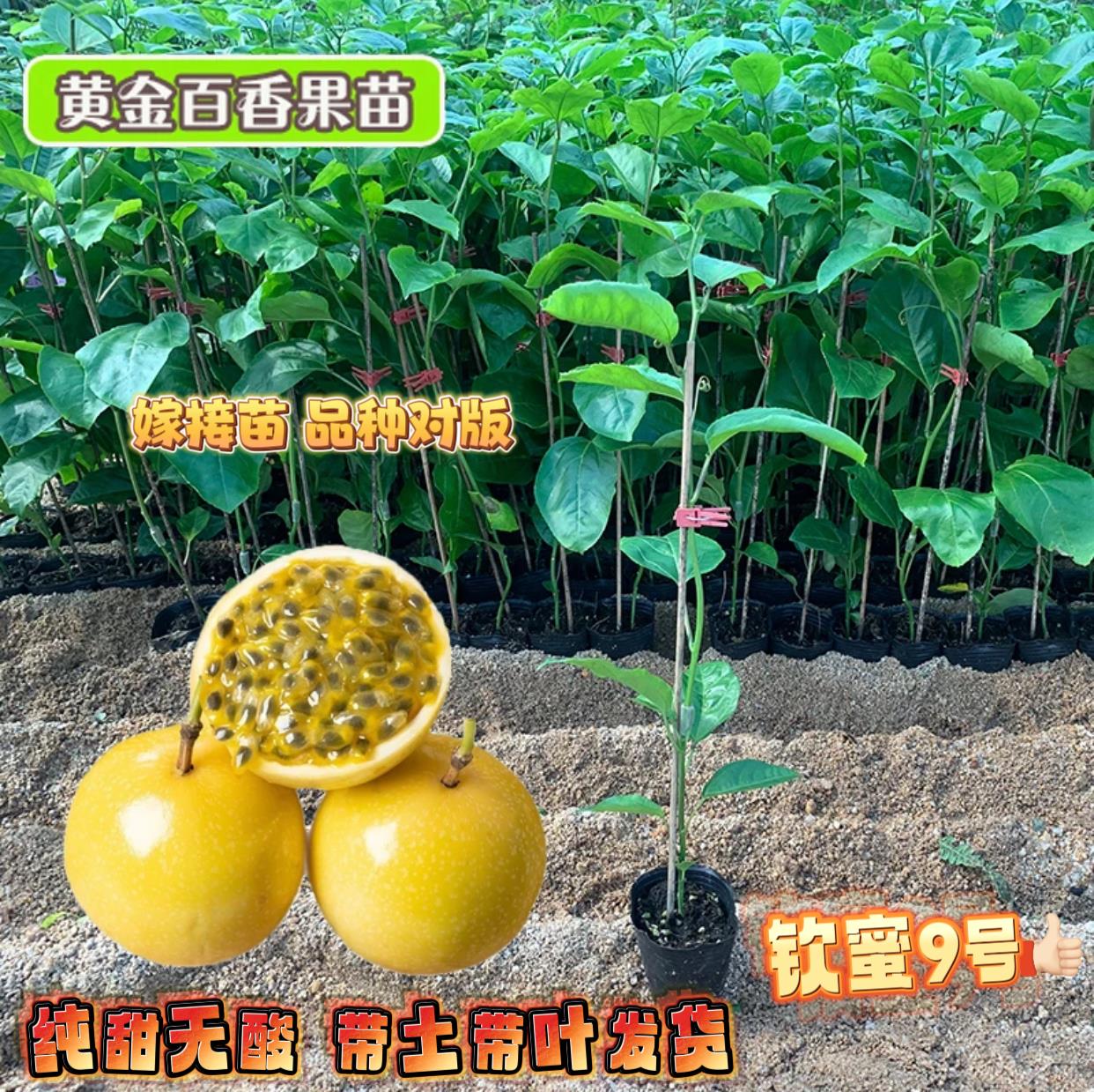 纯甜钦蜜9号黄金百香果树苗四季结果嫁接苗阳台楼顶庭院盆栽地栽