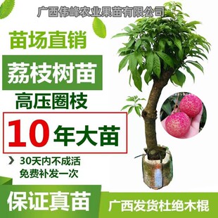 高压荔枝苗树桩荔枝树圈枝大苗妃子笑桂味仙进奉无核果树当年结果