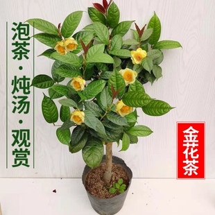 防城金花茶树苗金茶花盆栽苗可欣赏食用黄色花室内外四季花卉绿植