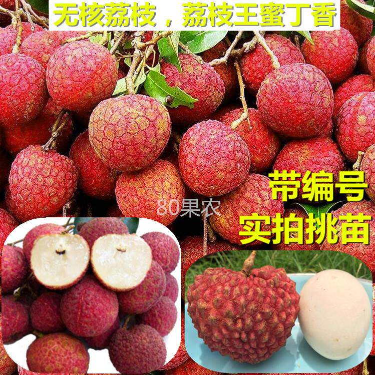 无核荔枝苗 妃子笑荔枝苗 嫁接苗 庭院 盆栽果树 红皮荔枝果树苗