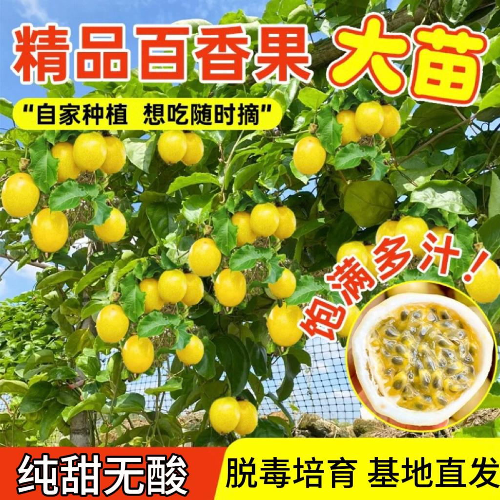 新品钦蜜9号黄金百香果树苗四季结果嫁接苗爬藤阳台庭院盆栽地栽