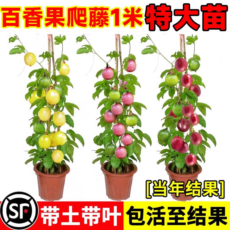 黄金木瓜蜜桃纯甜百香果树苗四季广西钦蜜9号嫁接树苗南方种盆栽