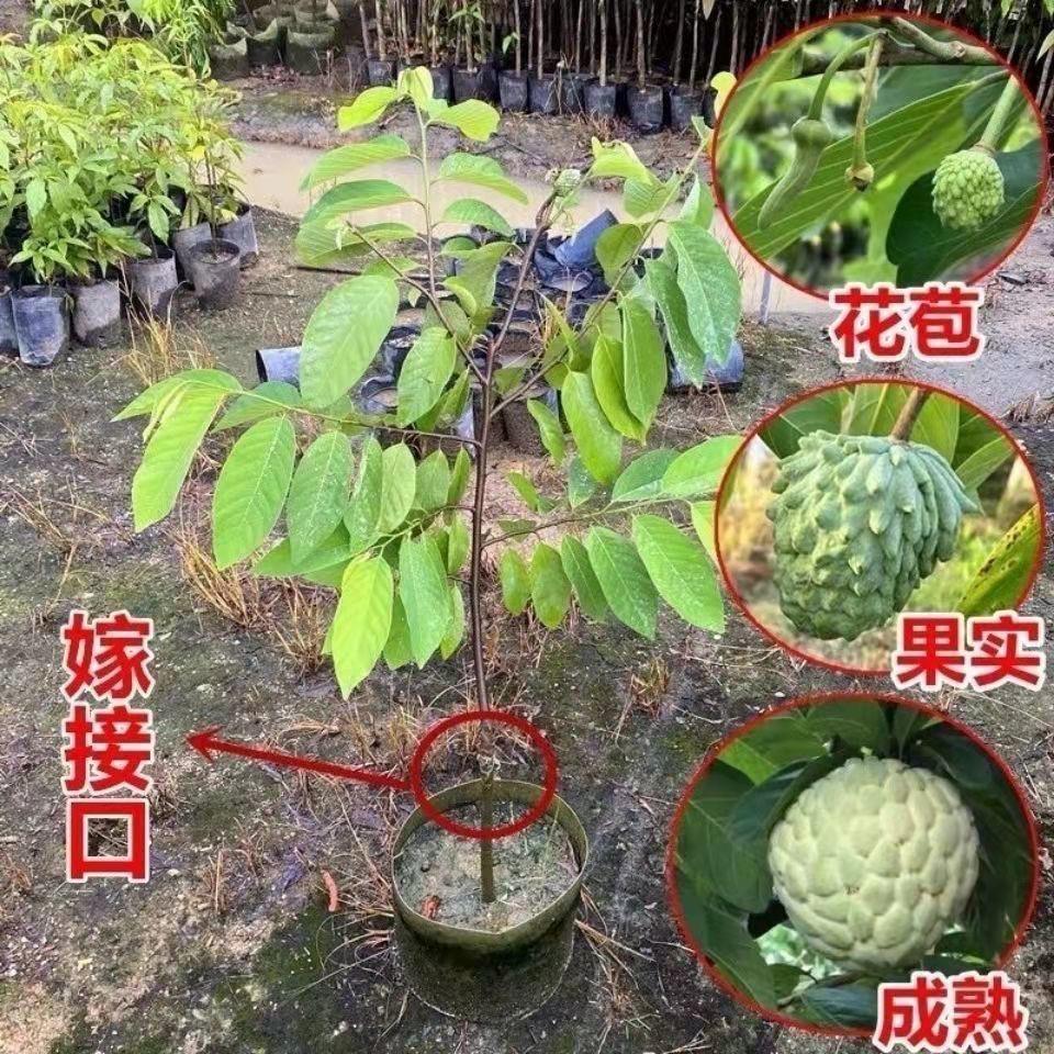 当年结果四季释迦果树苗
