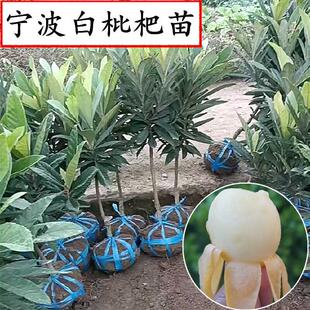 宁波宁海白枇杷树苗盆栽东山白玉白沙枇杷嫁接苗大五星枇杷结果苗