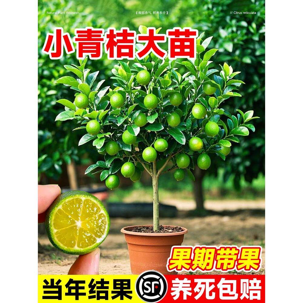 小青柠树苗海南青桔金桔盆栽带果香水柠檬室内外果树果苗四季好养