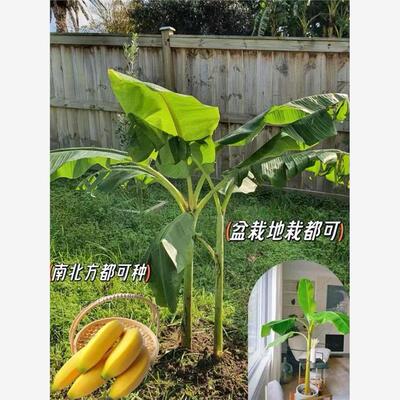 矮化香蕉粉蕉皇帝蕉小米