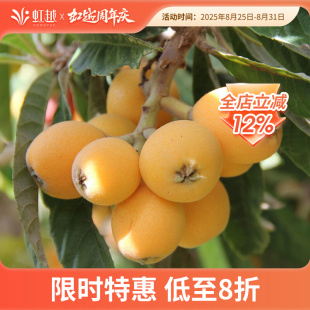 枇杷树白沙枇杷庭院水果树苗家庭果盆栽两广南方种植