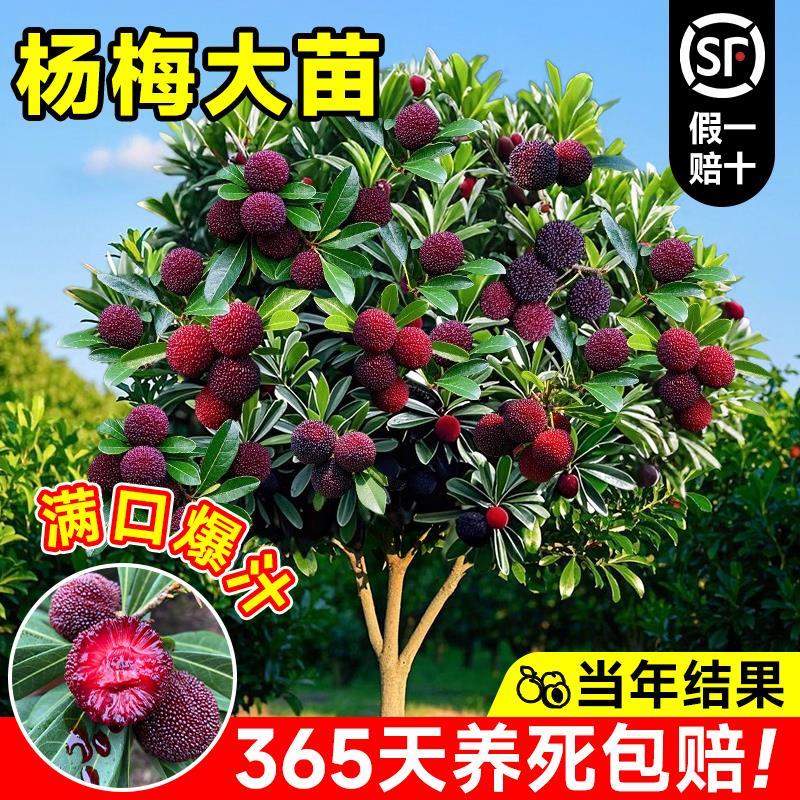 正宗东魁特大杨梅树苗当年结果仙居杨梅树嫁接苗南北方种植盆地栽