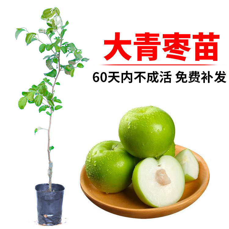 台湾大青枣树苗蜜丝枣苗阳台庭院果树嫁接树枣子苗当年结果包成活