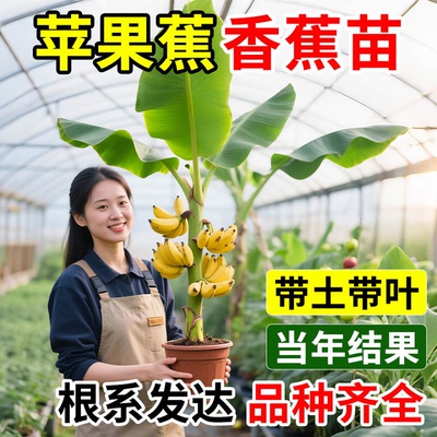 苹果香蕉树苗盆栽地栽矮脚芭蕉粉蕉芭蕉耐寒果树苗四季庭院种植