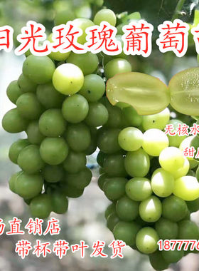 新品种阳光玫瑰葡萄种苗带土
