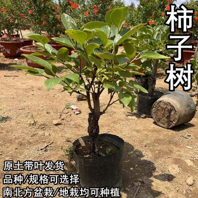 矮化柿子树盆栽地栽南北方种植阳台庭院火晶脆甜柿耐寒嫁接果树苗