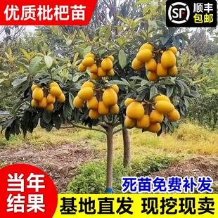 特大枇杷树苗果苗大果大五星白玉琵琶果树苗嫁接批把树当年结果树