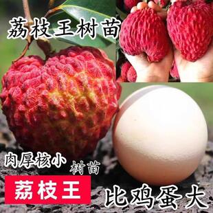 冰荔荔枝树苗荔枝王苗嫁接果树苗挂绿无核桂味妃子笑南方四季种植